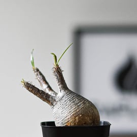 レゴリス君専用❗️希少 チビグラキリス多頭 発根済 現地球