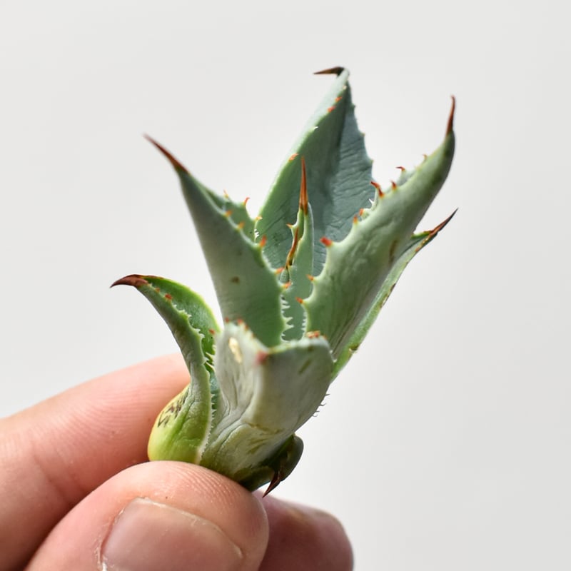 アガベ ハイブリット 