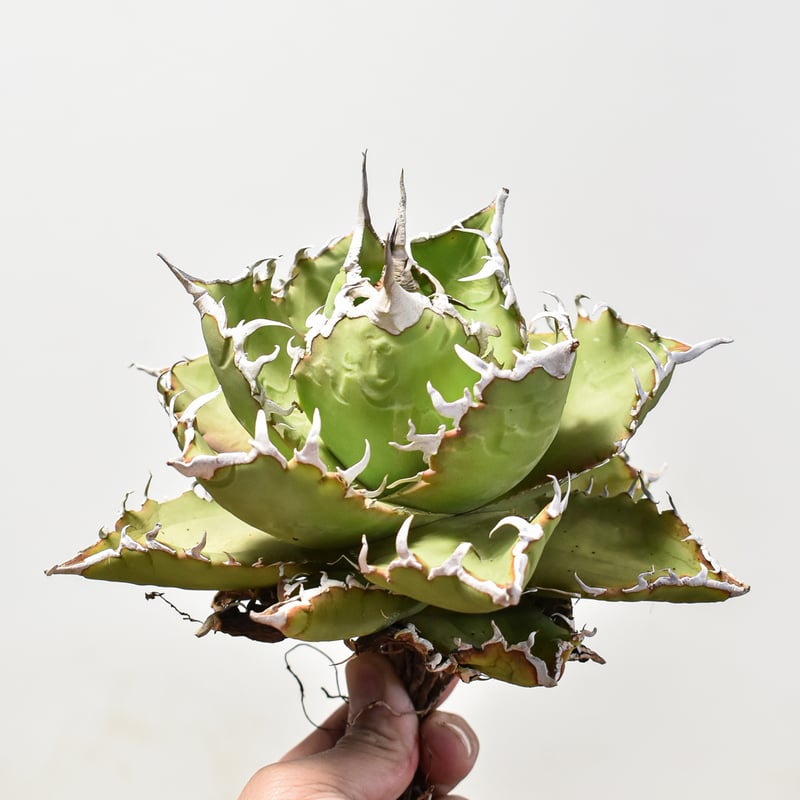 【訳あり特別値下げ】アガベ　チタノタ　狂刺夕映　大株　子株付き 特選] ボール型 アガベ チタノタ 狂刺夕映