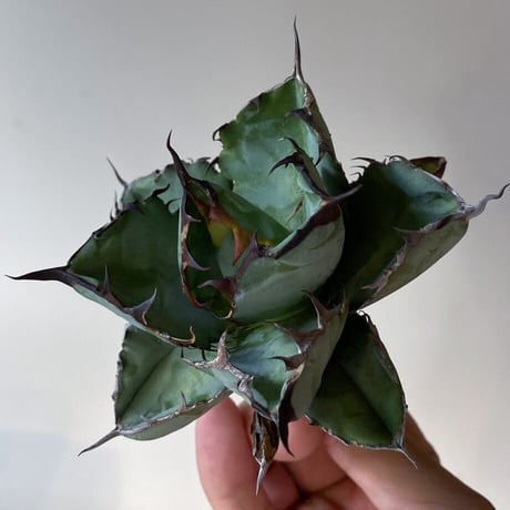 アガベ チタノタ ブラックアンドブルー "BB" (抜き苗販売) RF22822