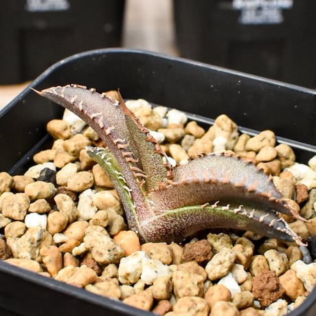 【RAFLUM育成株 5個セット】アガベ Mexico oteroi seeding / オテロイ実生 メキシコ産  【RAFLUM産/実生/子株】G