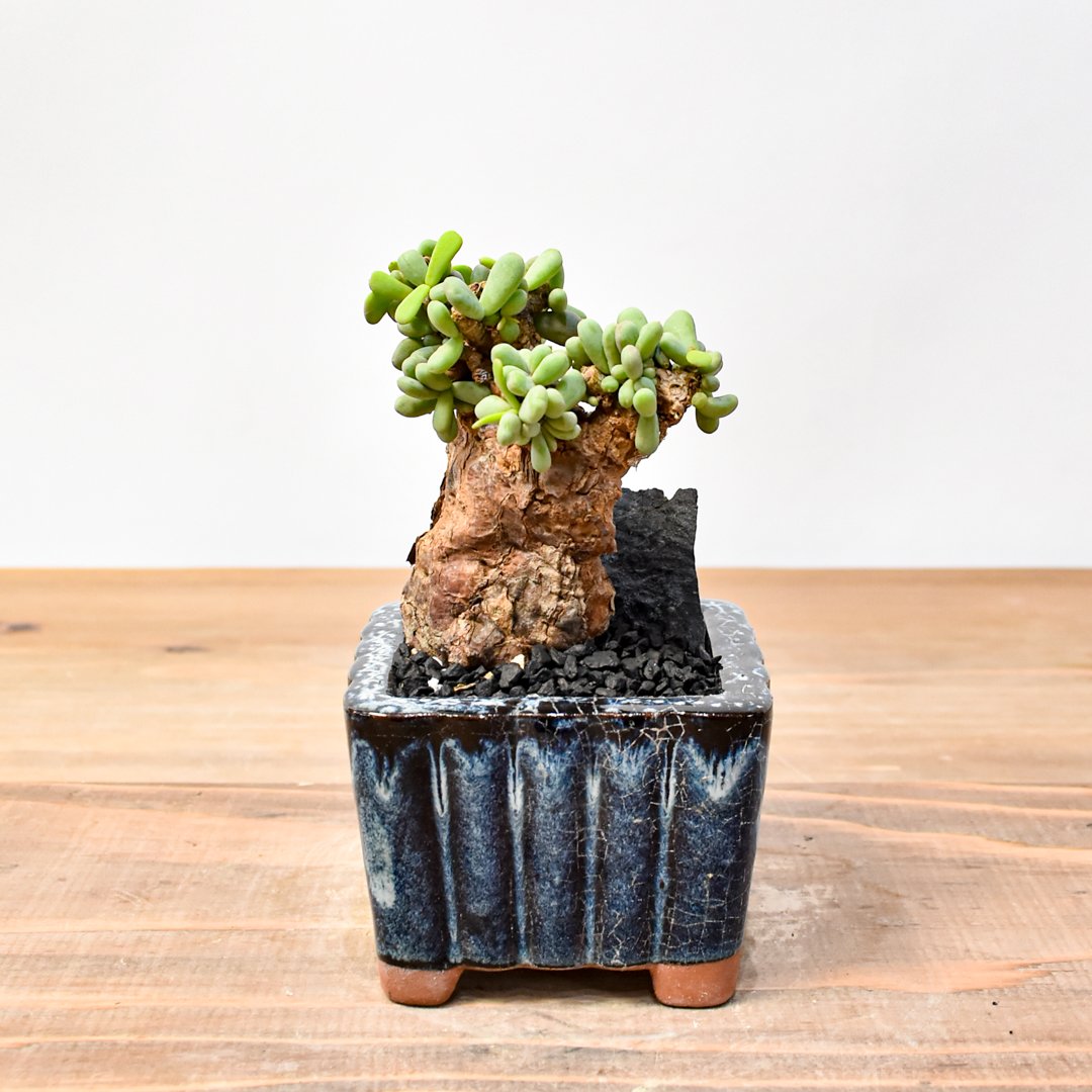 発根済】①ケラリア・ピグマエア/鉢ごと発送 発根済・芽吹き】③