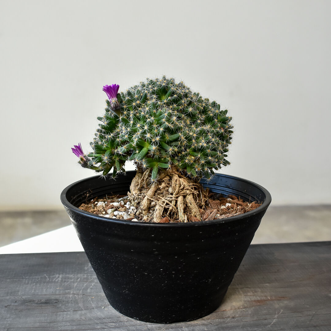 トリコディアデマ デンサム 