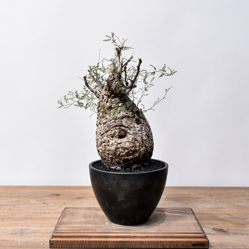 オペルクリカリア パキプス RFHK25011494 | RAFLUM / ラフラム｜東京