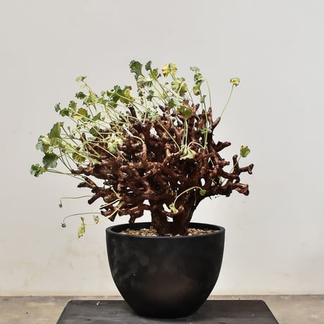 CATEGORY ミラビレ | RAFLUM / ラフラム｜東京、大阪の塊根植物