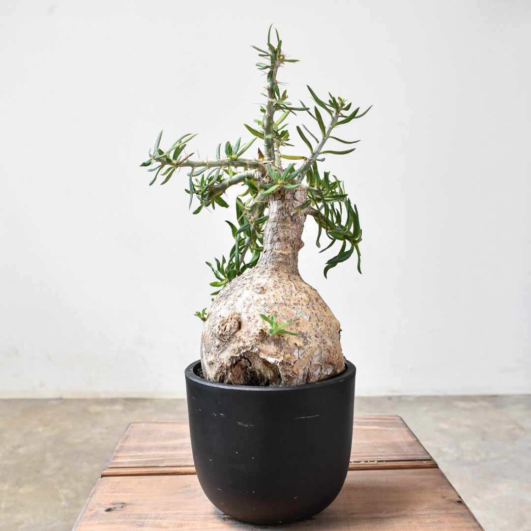 パキポディウム　ビスピノーサム　塊根植物　パキプス　現地球 fit=scale-down,w=1200