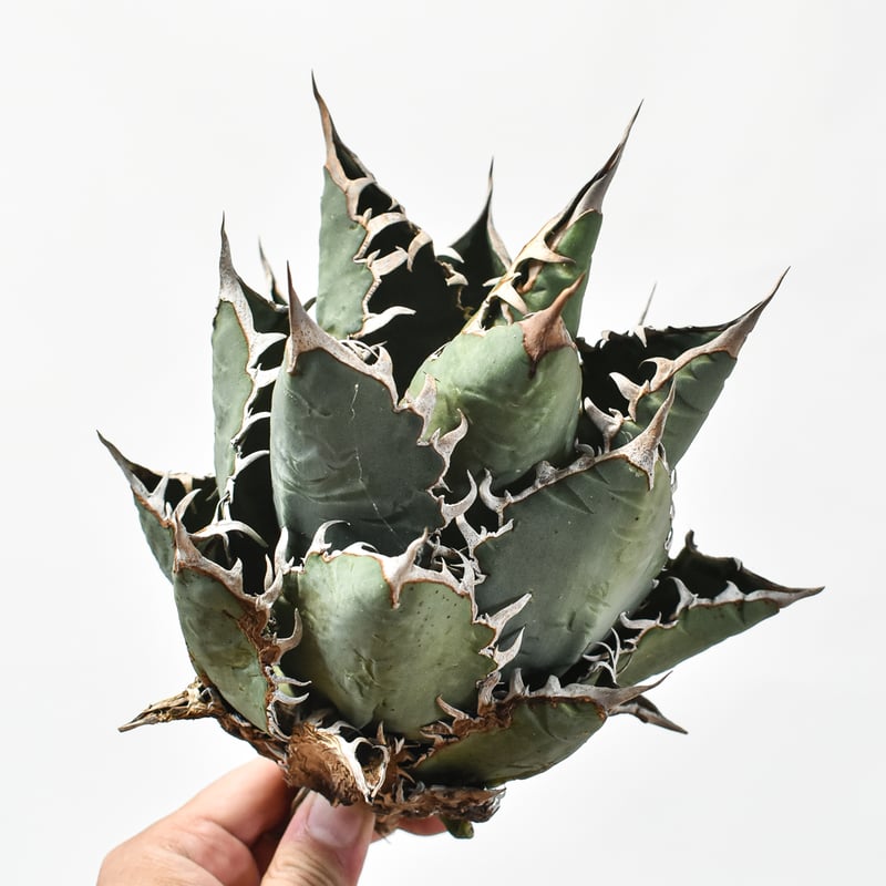 アガベ　オテロイ　特大株　送料込み 国内実生最高峰】アガベ オテロイ 