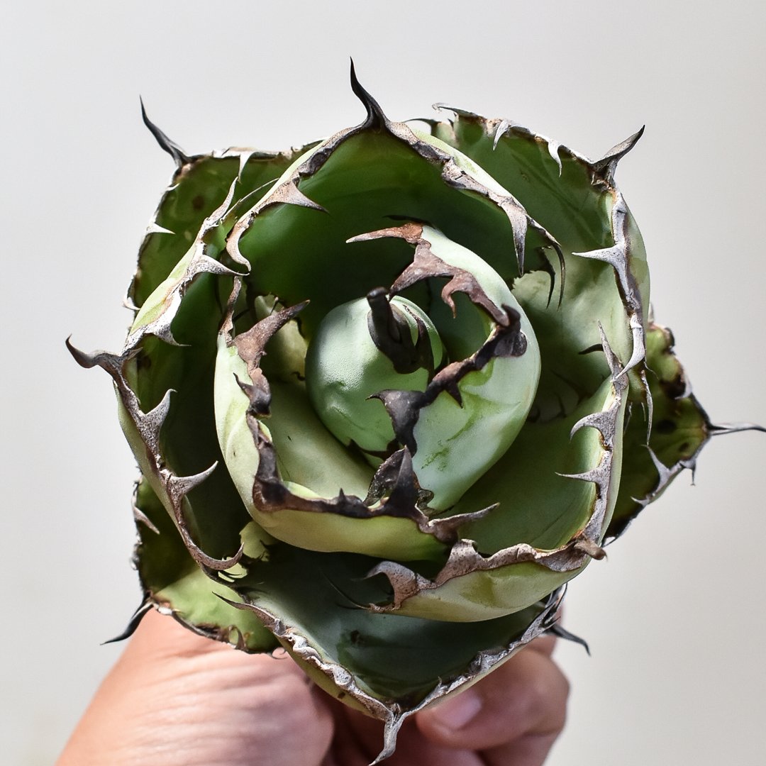 アガベ チタノタ ブラックアンドブルー / BB  