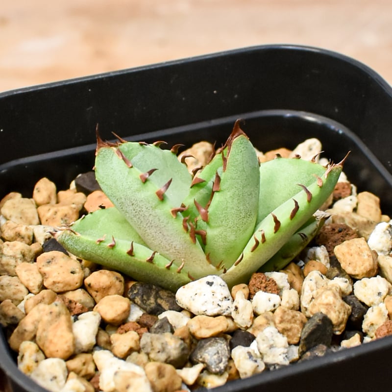 RAFLUM育成株 5個セット】アガベ Uriel oteroi seeding / ウリエ