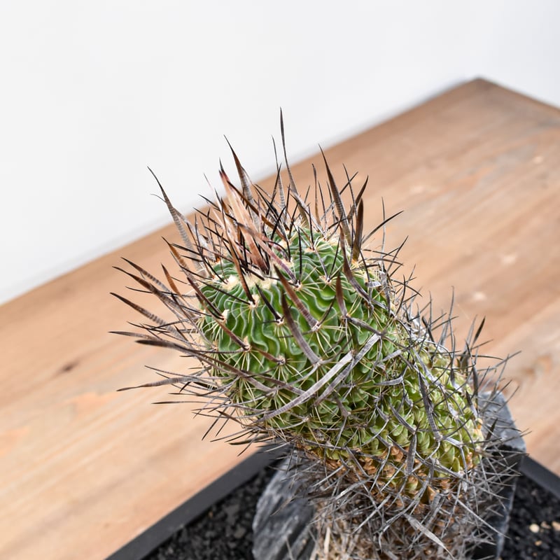 sakanaya様 nanamica - FALL / WINTER 2025 ALPHADRY Field Jacket ¥ 38,500