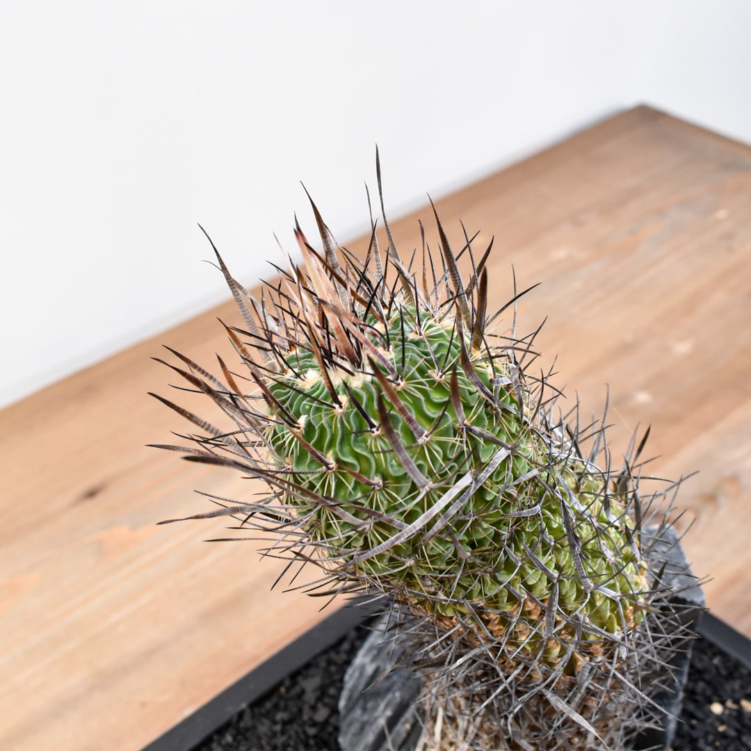 anemonemoco様【4点】 MINAMO 正規品 K10 フラワー カボション リング MINAMOセッティング