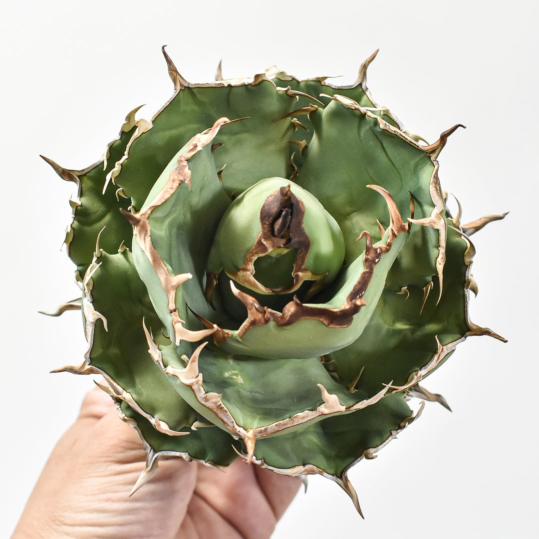 限定一株 アガベ チタノタ アザラシ 海豹 2号 選抜