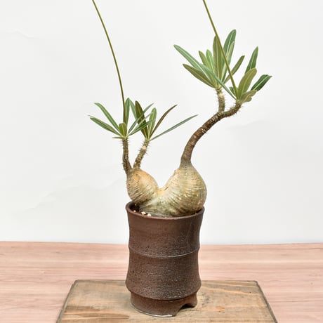 引越のための格安価格　グラキリス 引越のための格安価格 グラキリス