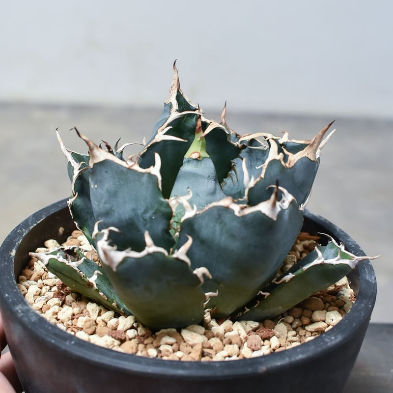 アガベ チタノタ 