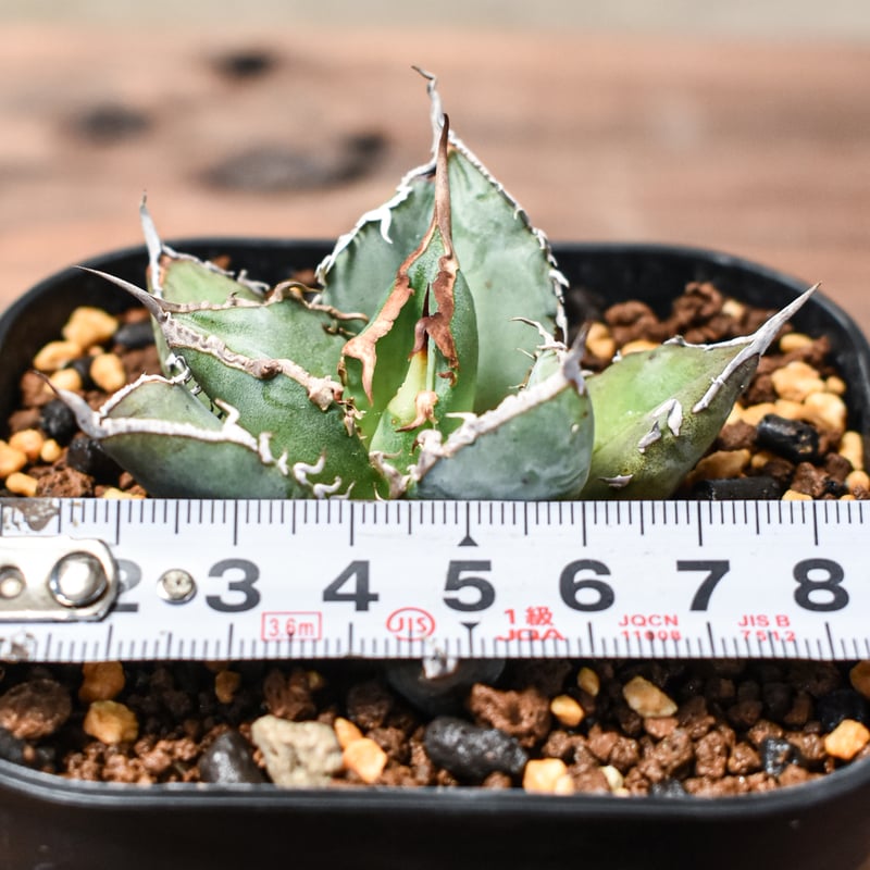 アガベ チタノタ 