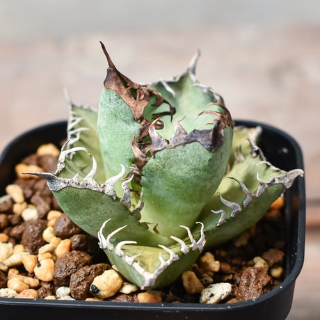 アガベ レッドキャットウィーズル OC レッドキャットウィーズル | STORES