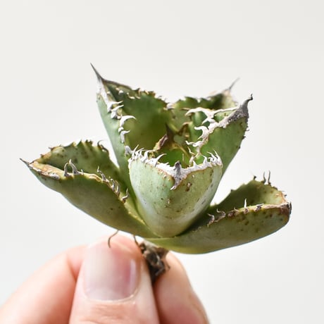 アガベ チタノタ Shi-hao "星空" 【台湾 Shi-hao産/抜き苗/TC中株】D