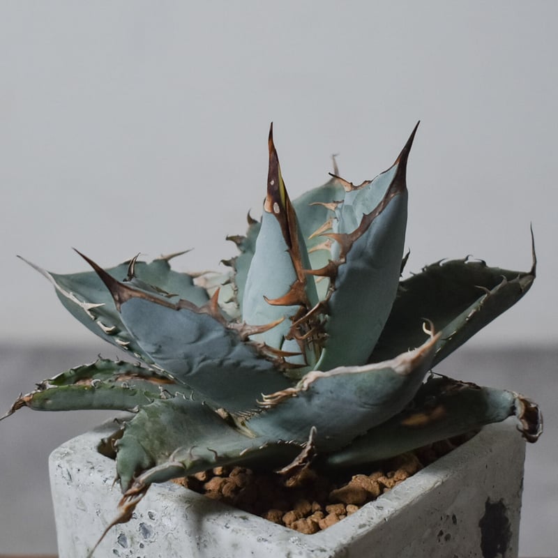 アガベ チタノタ ホワイト【白肌】RF22775 | RAFLUM / ラフラム｜東京