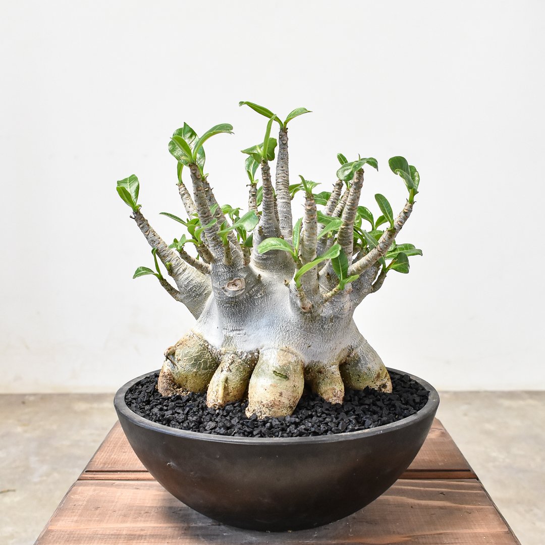 アデニウム ソコトラナム 【発根済み】GS2400296 | RAFLUM