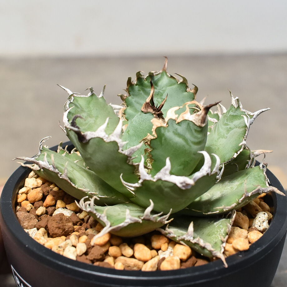 アガベ チタノタ フィリグリー 圓葉拇指 LIZE血統 fit=scale-down,w=1200