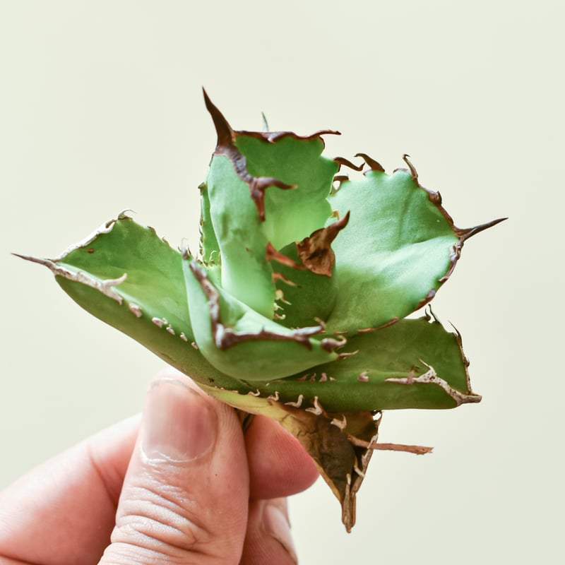 アガベ チタノタ 虎鯨 