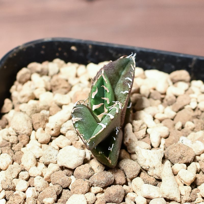 アガベ チタノタ 