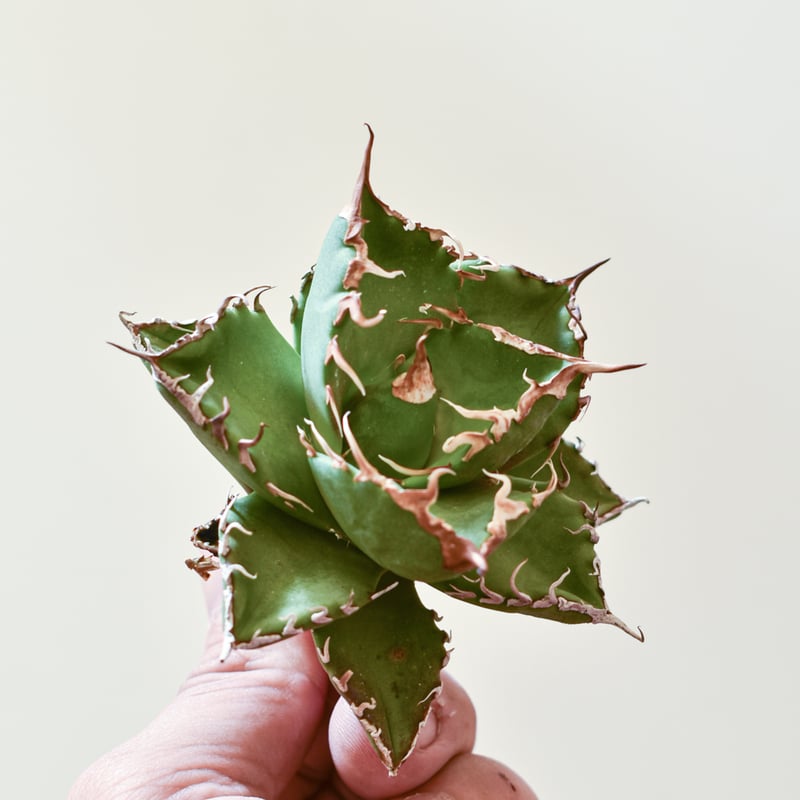 アガベ チタノタ ウルヴァリン / 金剛狼 【台湾 dragon agave産/子株