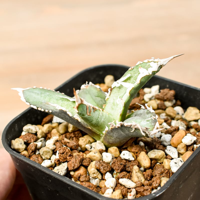 アガベ チタノタ ゴジラ 