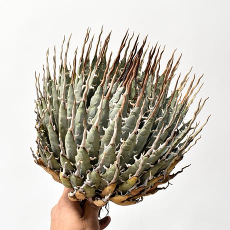 ITEM | RAFLUM / ラフラム｜東京、大阪の塊根植物（コーデックス