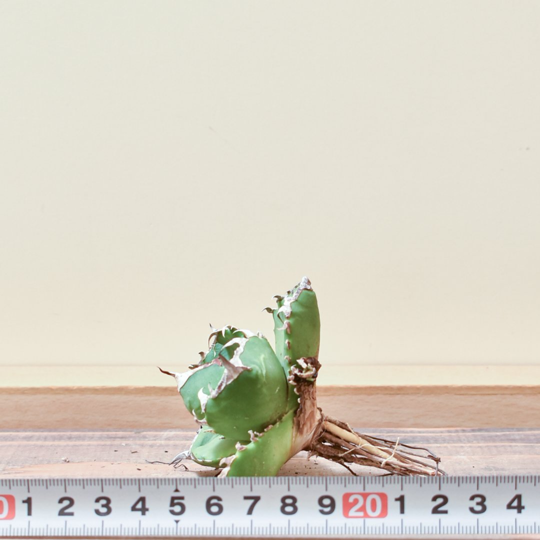 アガベ チタノタ 南アフリカダイヤモンド 