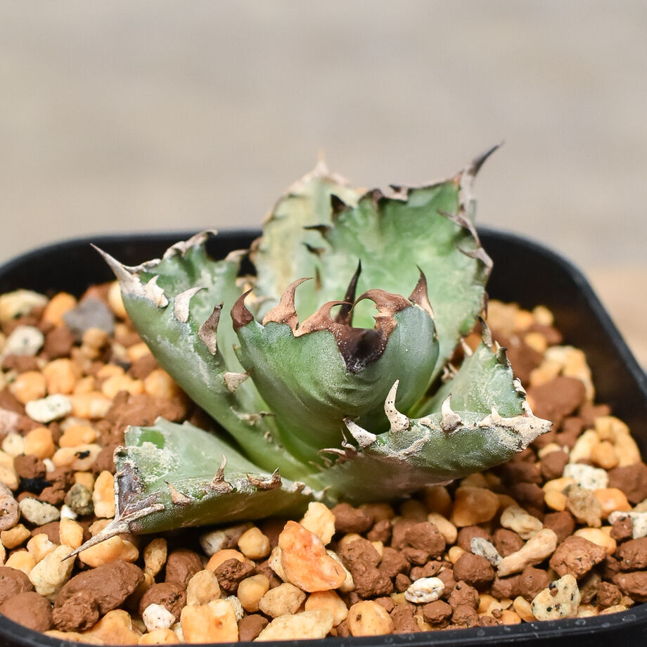 アガベ チタノタ ドワーフ 