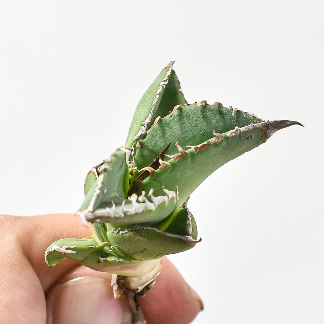 アガベチタノタ/オテロイcjspecial 子株発根活着済み