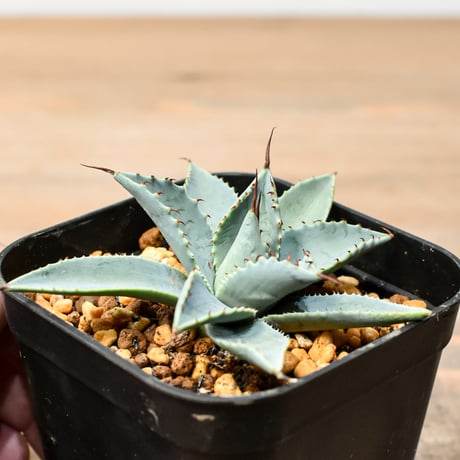 アガベ ハイブリット 日系イシスメンシス×象牙妖炎（陽炎エボリ）【台湾botanical_seeker産】RF25011375