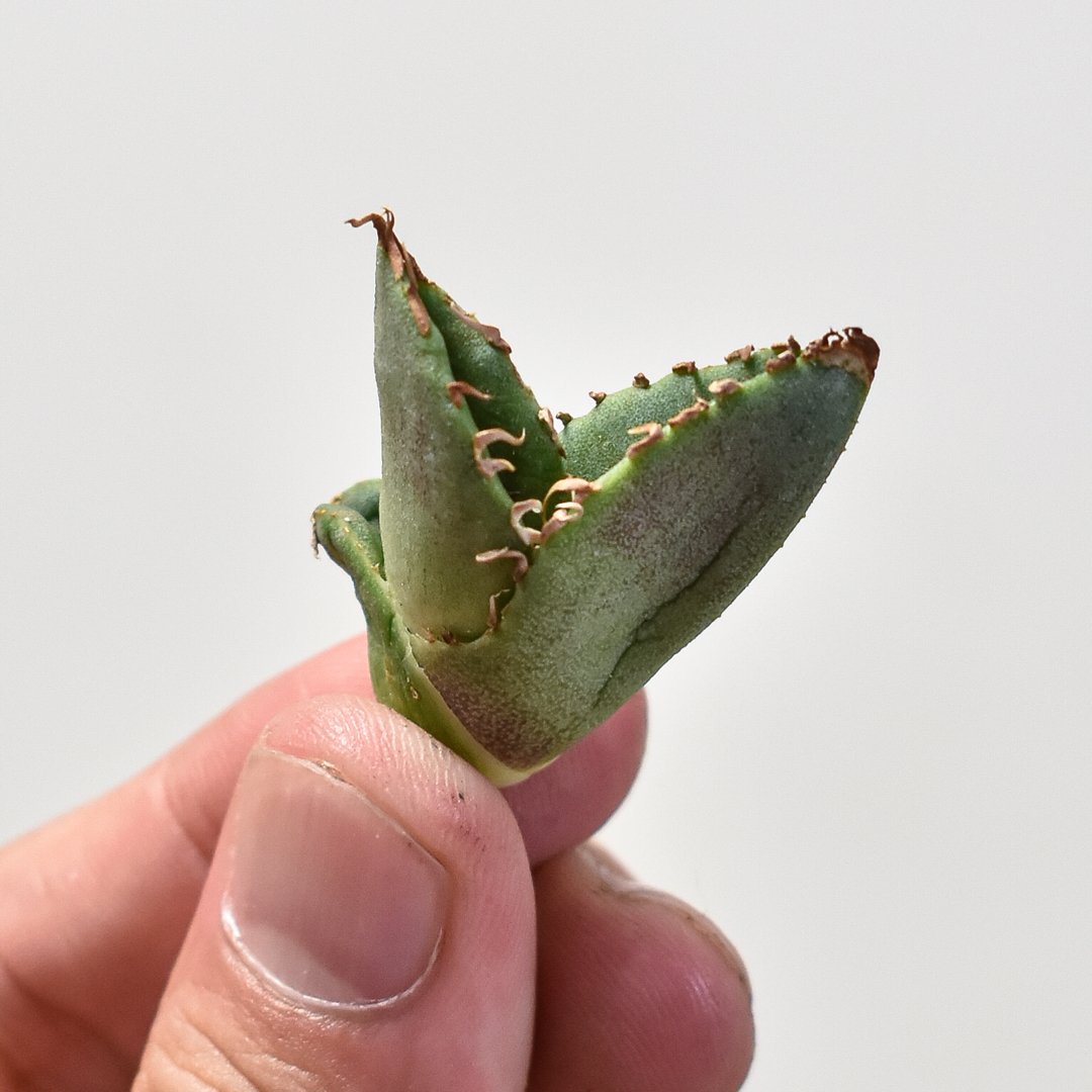 アガベ チタノタ 