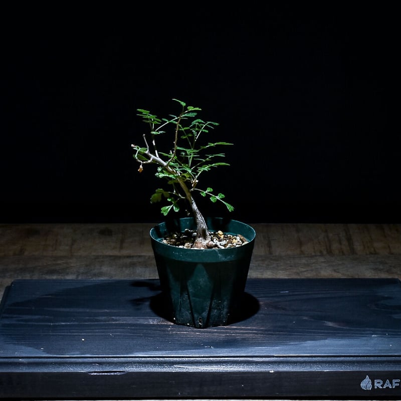 パキコルムス ディスカラー 