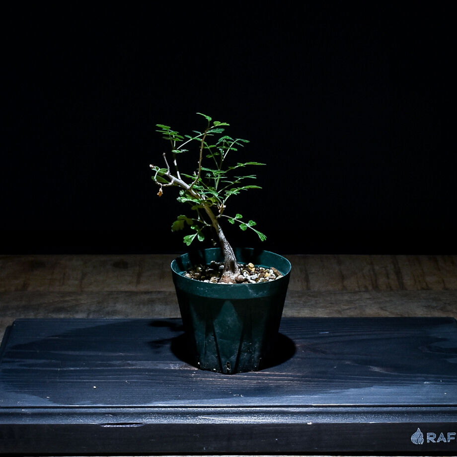 パキコルムス ディスカラー 