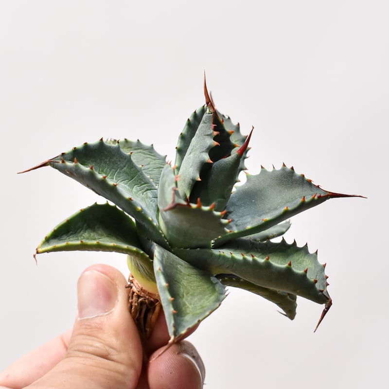 ウ*ズ様 アガベ ファンキートゥース ハイブリッド パラサナ モンタナ