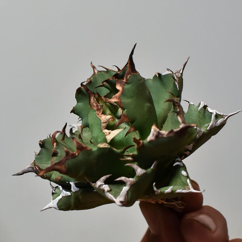 アガベ チタノタ ドワーフ 