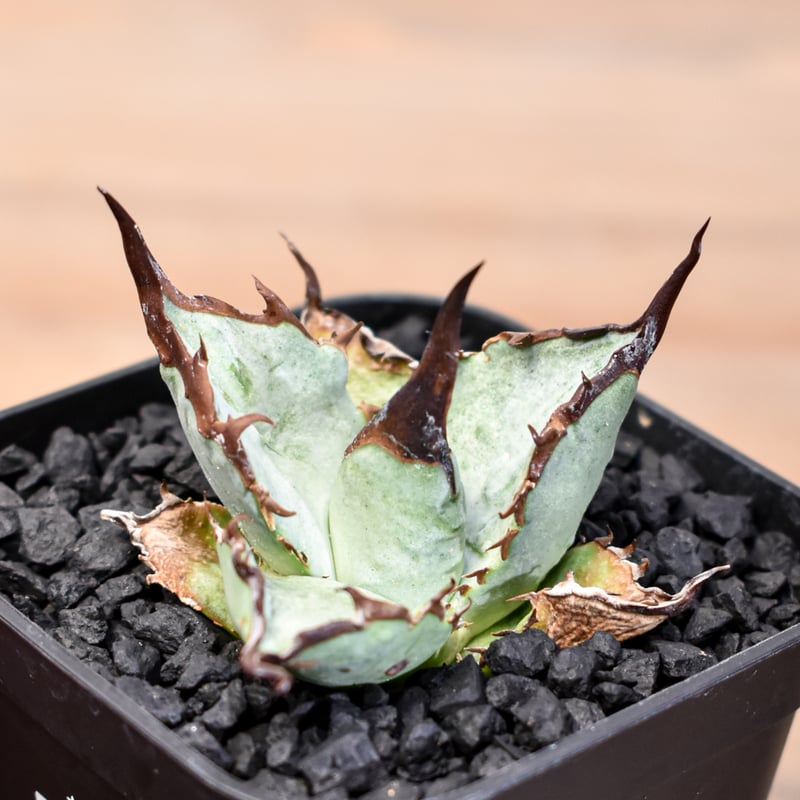 アガベ　チタノタ　X犀牛　子株A　dennis051？ アガベ チタノタ X犀牛/ Dragon Agave産 xr-01 | アガベ専門店 モンス