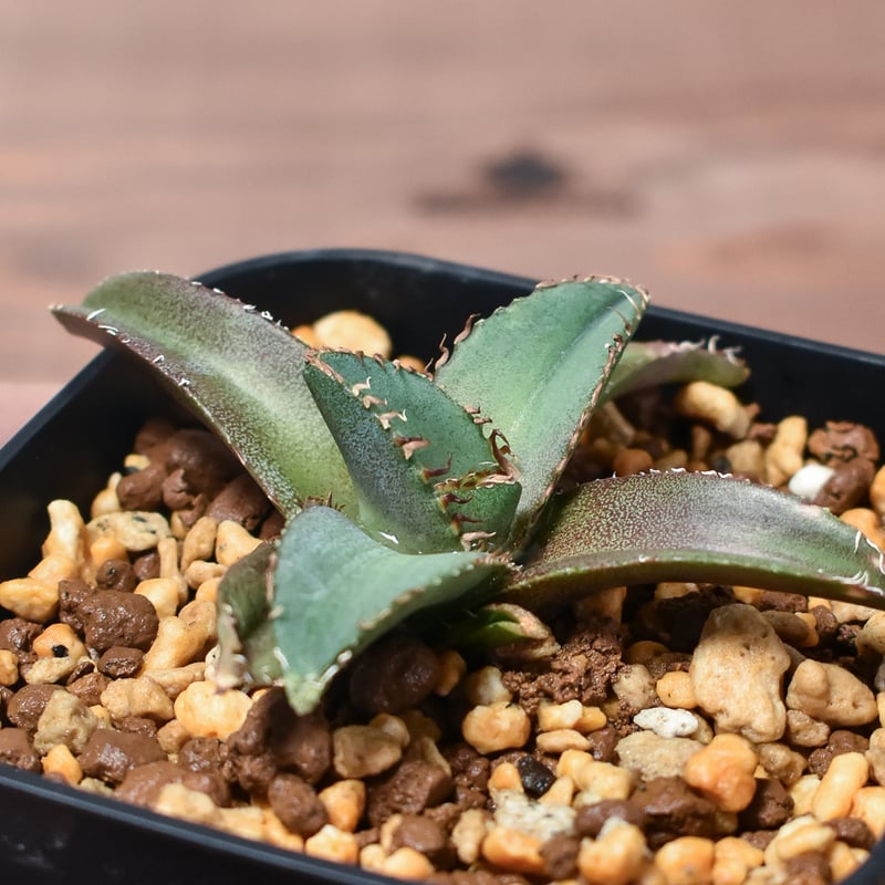 黒鯨、姫厳龍、BB2苗、シャークソード 根付き苗 台湾産正規品 引越処分