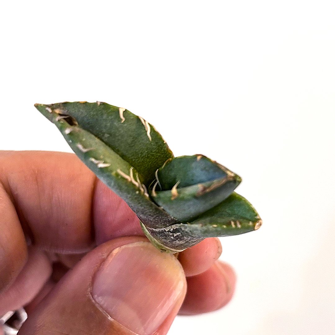 アガベ チタノタ フクロウ / 猫頭鷹 , アザラシ / 海豹【台湾産/抜き苗