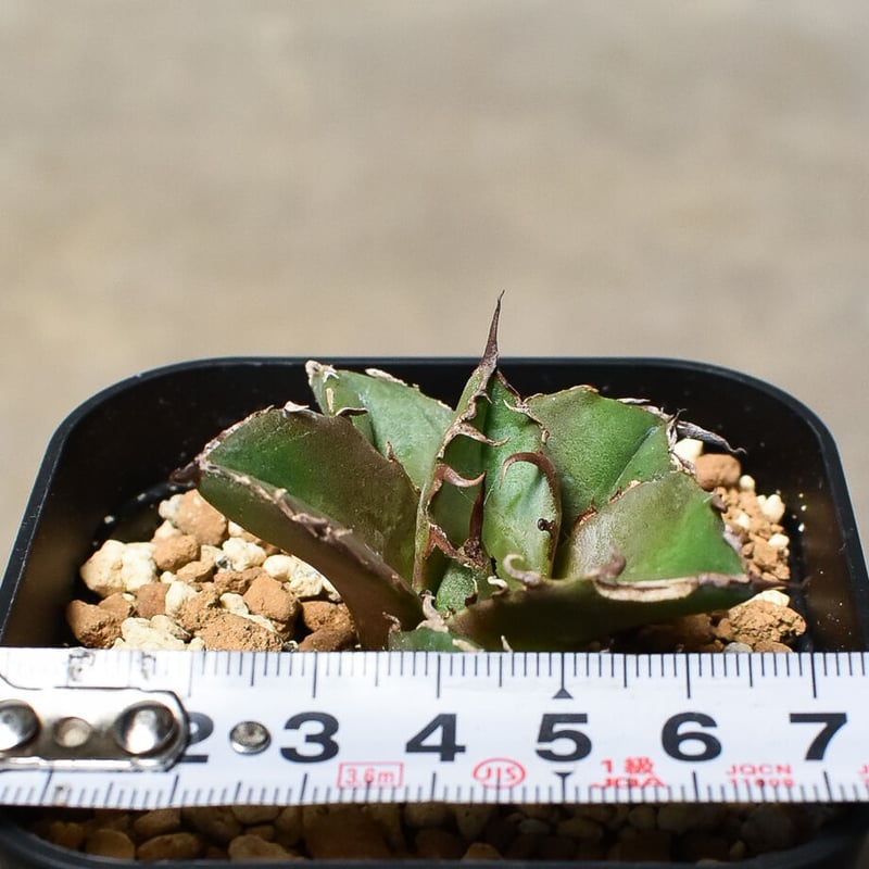 ボール型　白鯨　子株　山盛り　Agave titanota