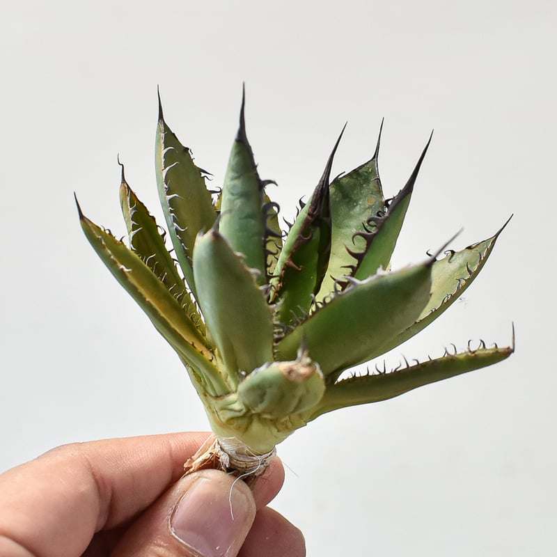 【LZY】A315 多肉植物アガベ　ホリダ horrida 極上株 LZY】A315 多肉植物アガベ ホリダ horrida 極上株 - メルカリ