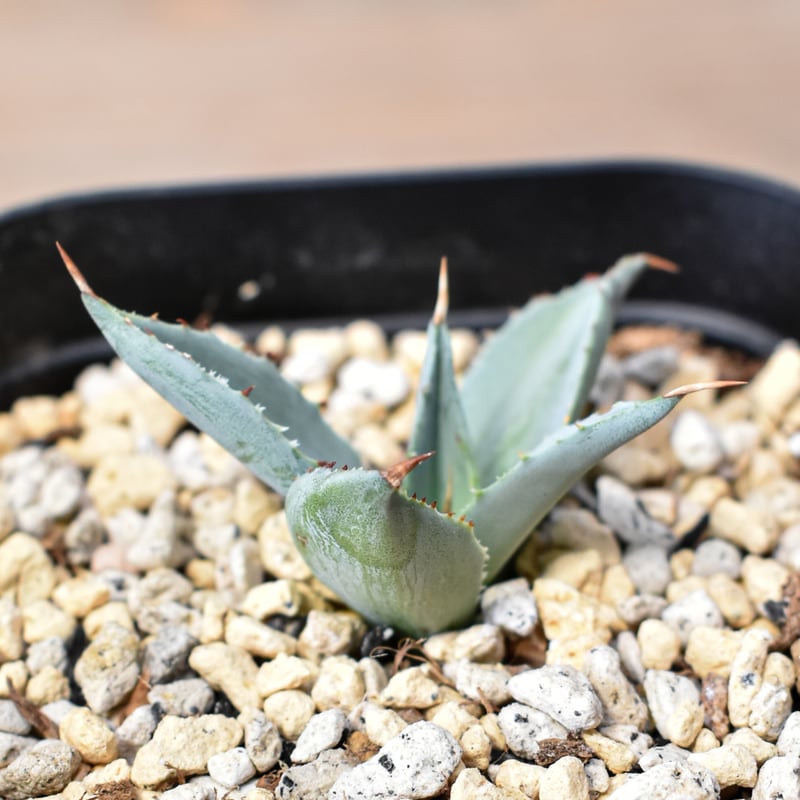 アガベ ハイブリット 