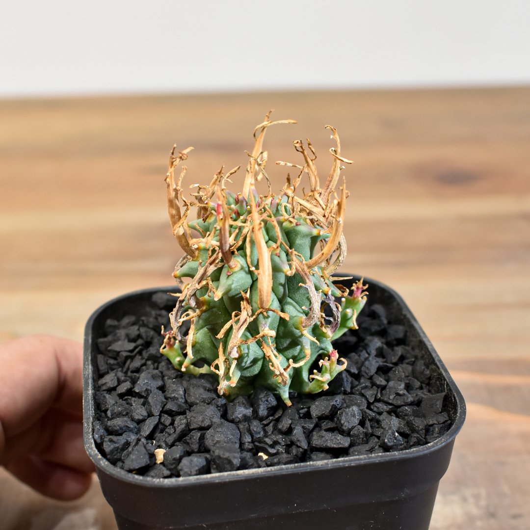 ユーフォルビア　スコエンランディ⑥闘牛角【実生苗】 ユーフォルビア スコエンランディ 