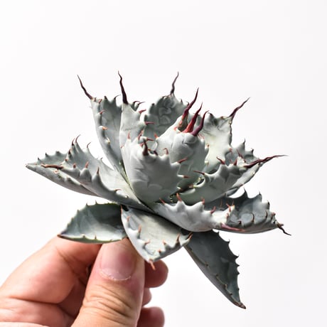 アガベ ハイブリット アメリカ白銀甲蟹(美系白銀)×象牙妖炎【台湾botanical_seeker産/選抜株】RF25011801