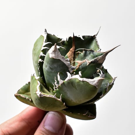 アガベ南アフリカダイヤモンド | STORES