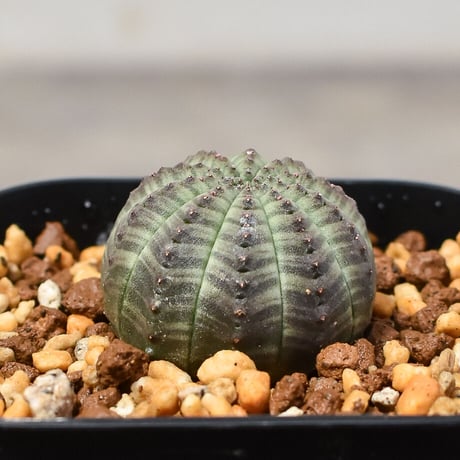 ユーフォルビア オベサ "ミニオベサ" （発根済み）RF230411 I