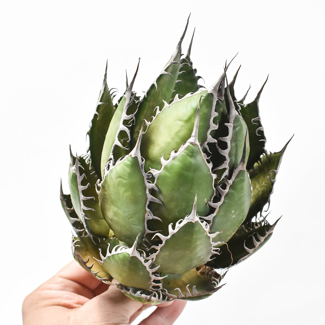 アガベ ハイブリッド 妖炎×狂刺霍利達 子株 agave hybrid Agave Hybrid 妖炎X霍利達 . . 長葉&長刺同士の交配から生まれた