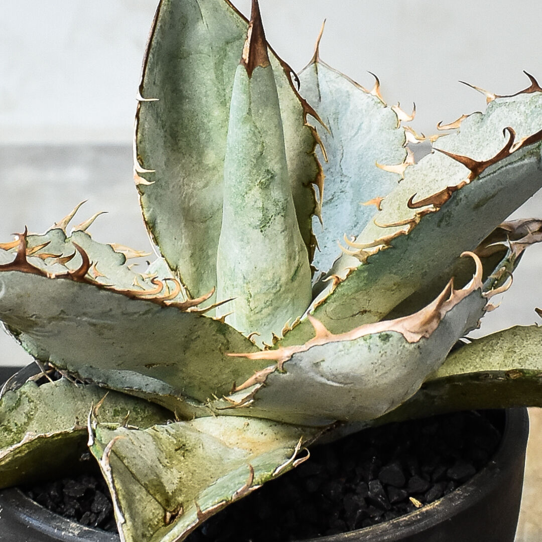 アガベ チタノタ ホワイトアイス （発根済み）RF231454 | RAFLUM